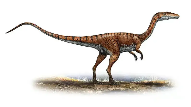 Dinosaur names - Coelophysis