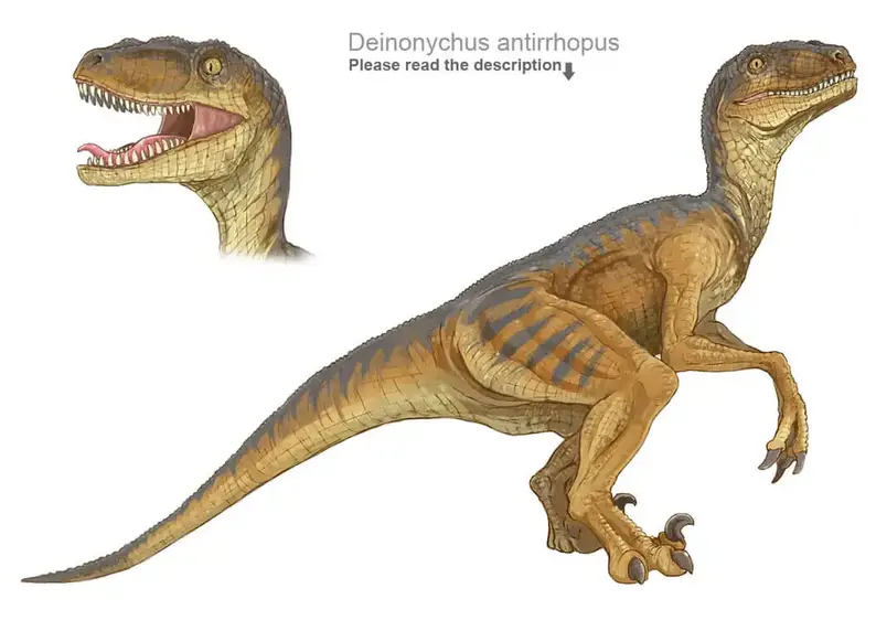 Dinosaur names - Deinonychus
