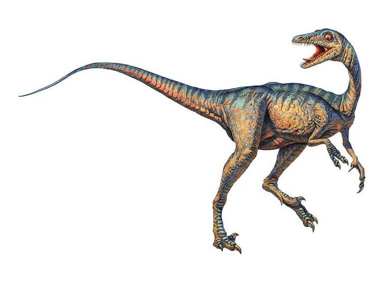 Dinosaur names - Troodon