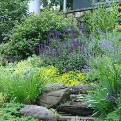 Low-Maintenance Plants Hillside Landscaping