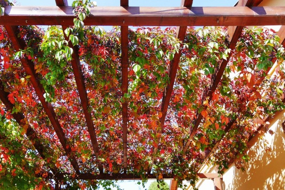 Berry Creeper as Pergola Covering