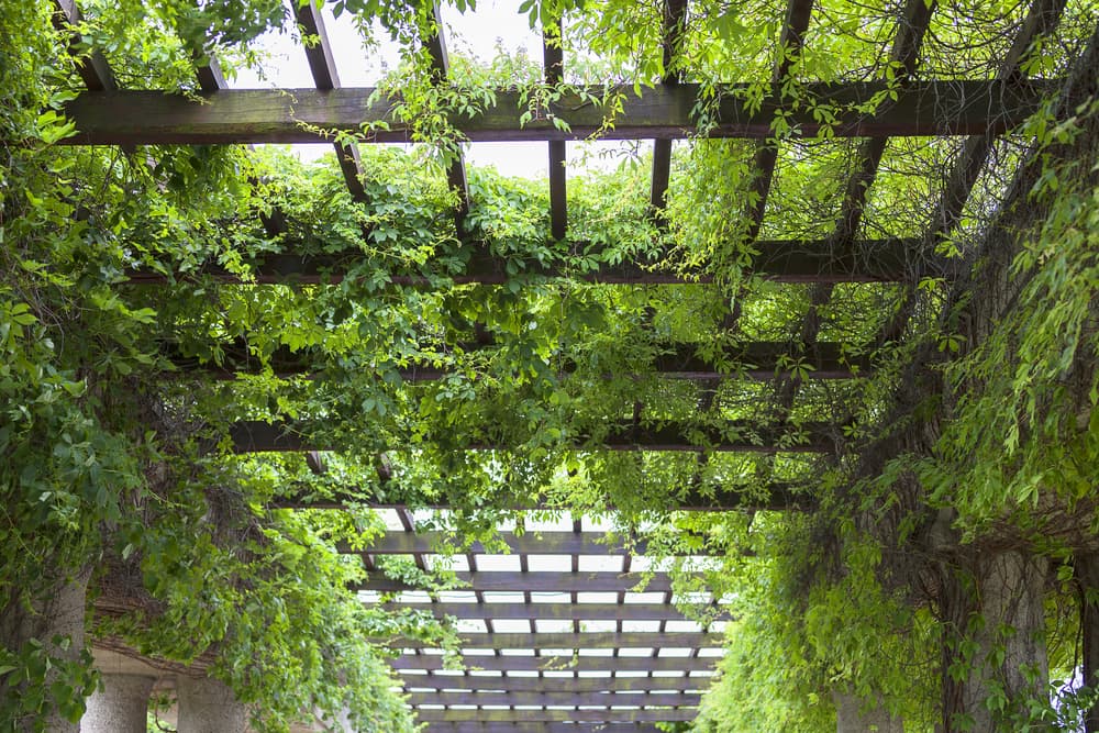 23 Remarkable Pergola Cover Ideas to Suit Every Garden