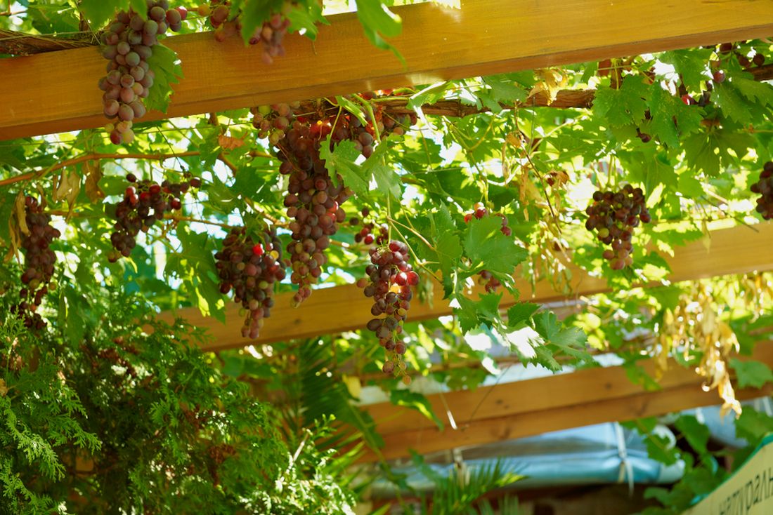 Grapevine Plant Covering