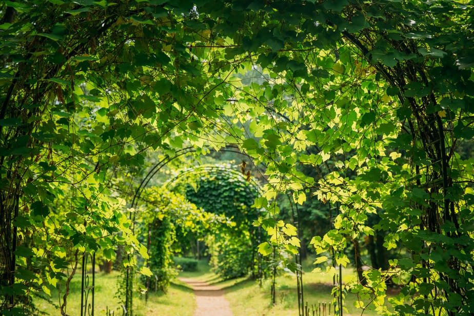 Branch Creeper Covering for Walkway