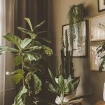 how to arrange plants in living room