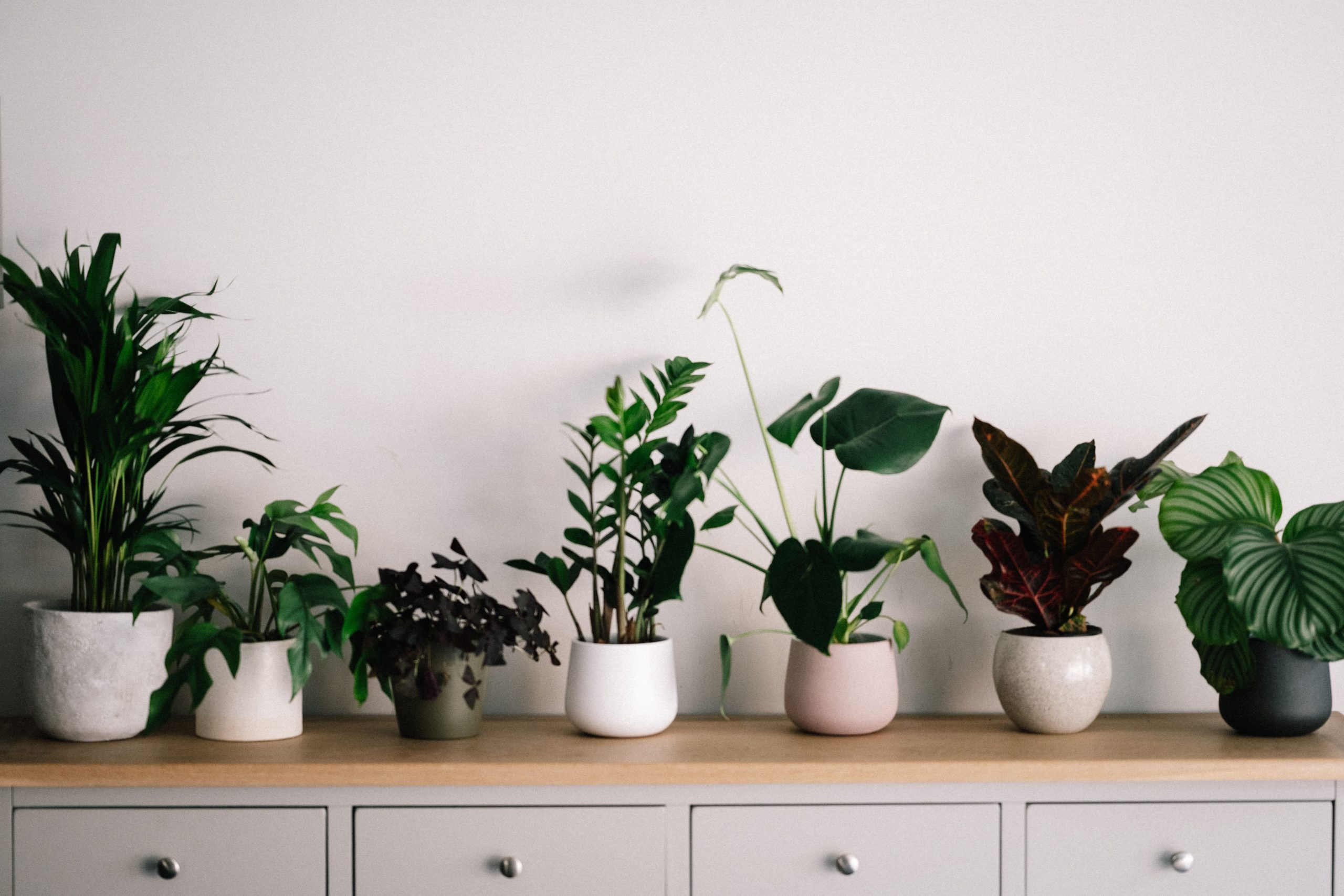 how to arrange plants in living room