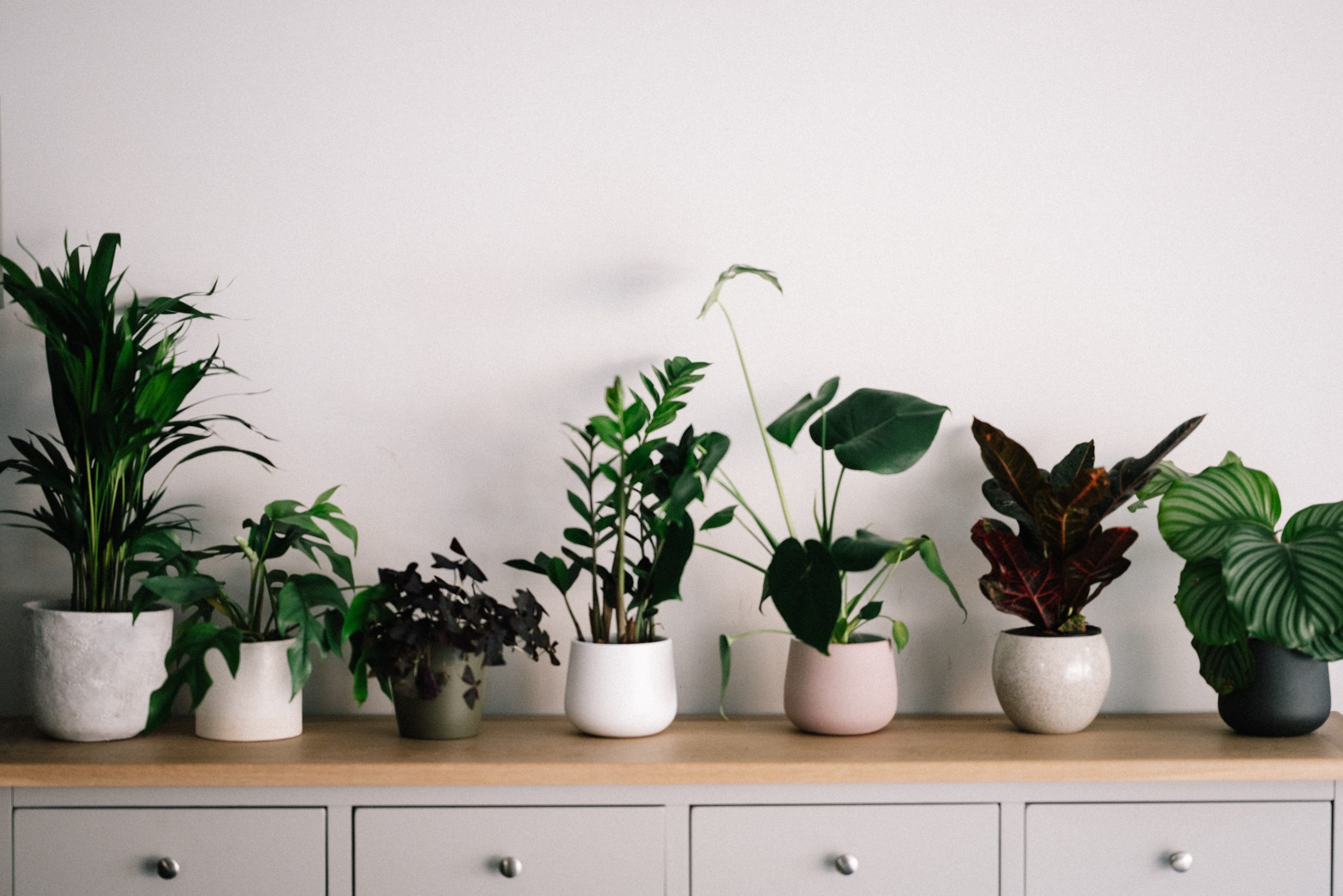 How To Arrange Plants In Living Room