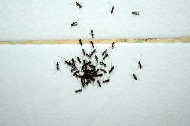 How To Get Rid Of Ants In Bathroom