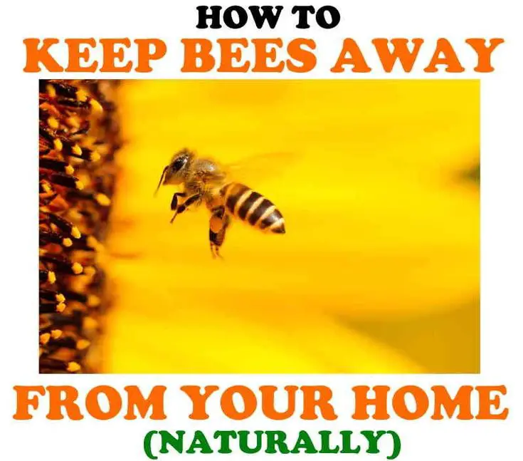 How To Keep Bees Away From Backyard